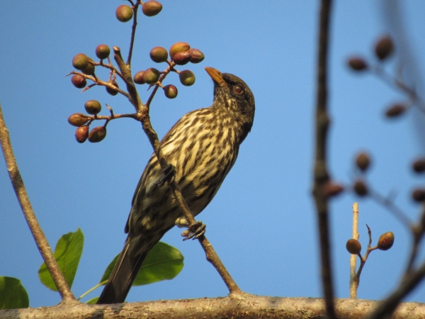 Cigua Palmera, ave nacional de República Dominicana