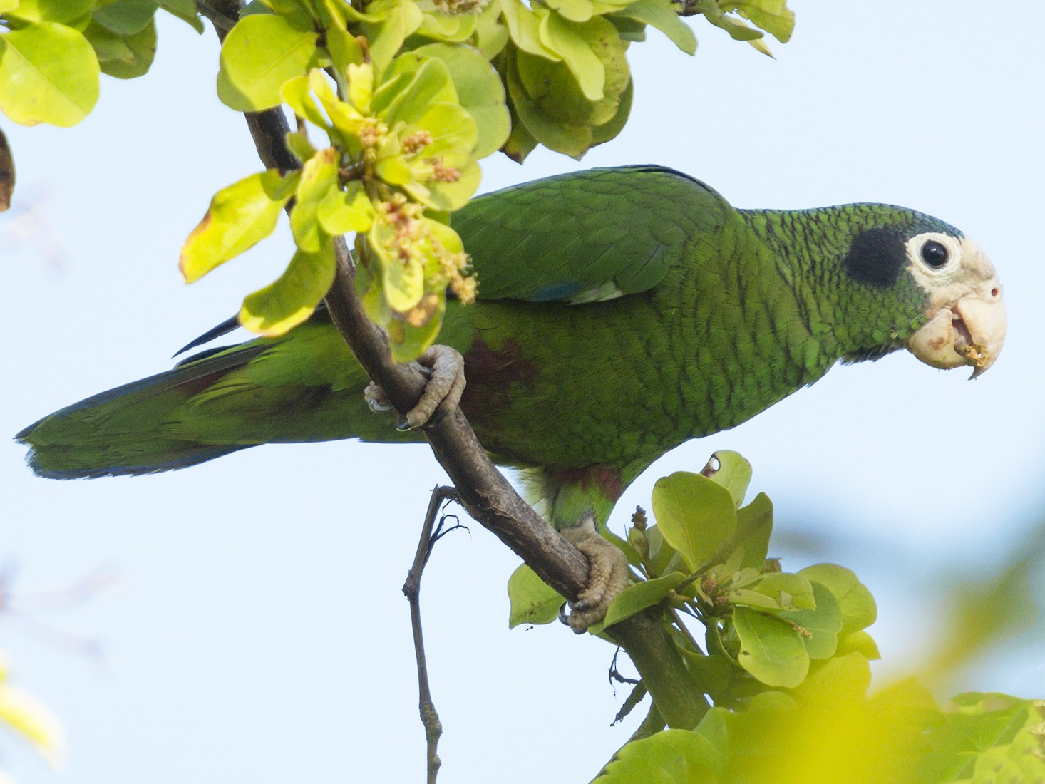 Cotorra de la Hispaniola. Foto eBird.org