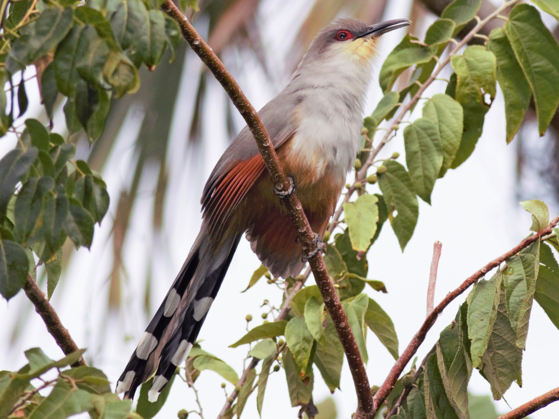 Cuco Picogordo o Pájaro Bobo (Coccyzus longirostris). Foto eBird.org