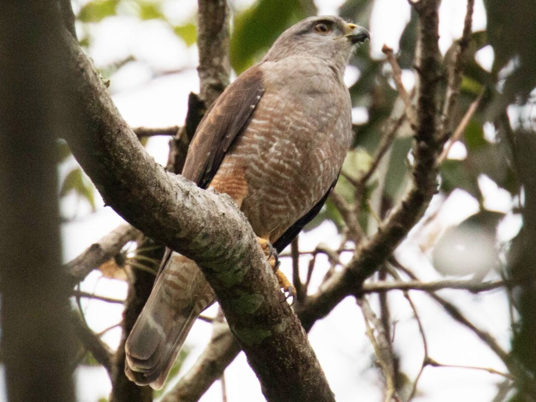 Gavilán de la Hispaniola (Buteo ridgwayi). Foto eBird