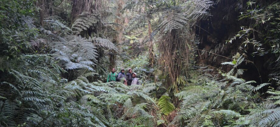 Parque Nacional Sierra de Bahoruco Bosque Nublado en la zona de Ca&ntilde;ada Seca. Foto Grupo Jaragua