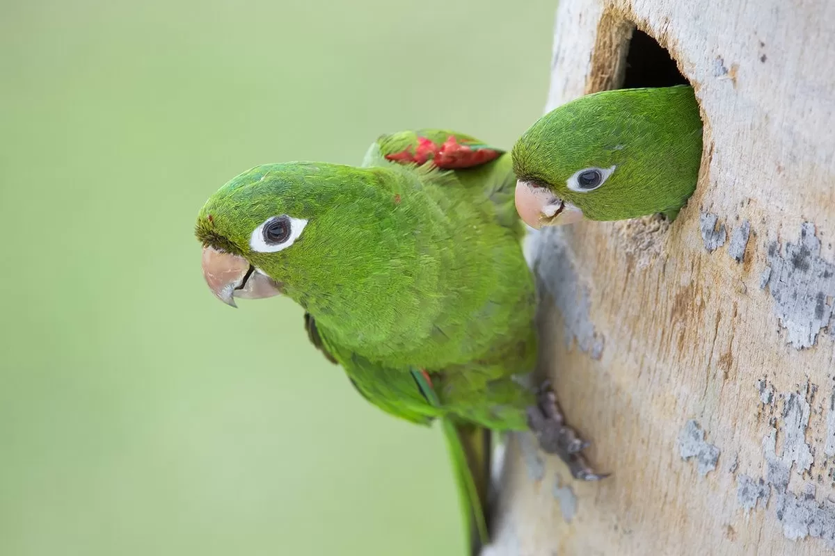 Perico de la Hispaniola (Psittacara chloropterus)