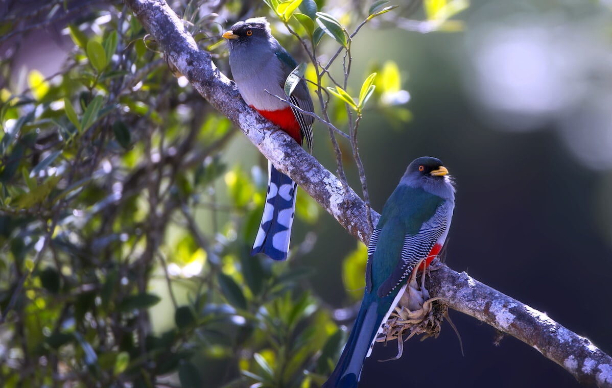 Una pareja de papagayos en la Reserva Científica Ebano Verde. Foto Guillermo Armenteros