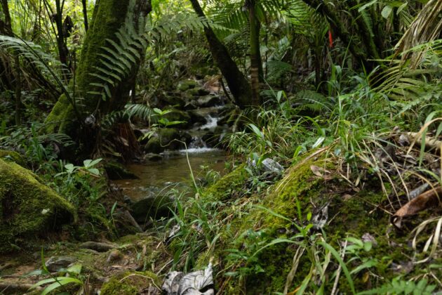 Vista de un arroyo dentro de la Reserva Cient&iacute;fica Ebano Verde