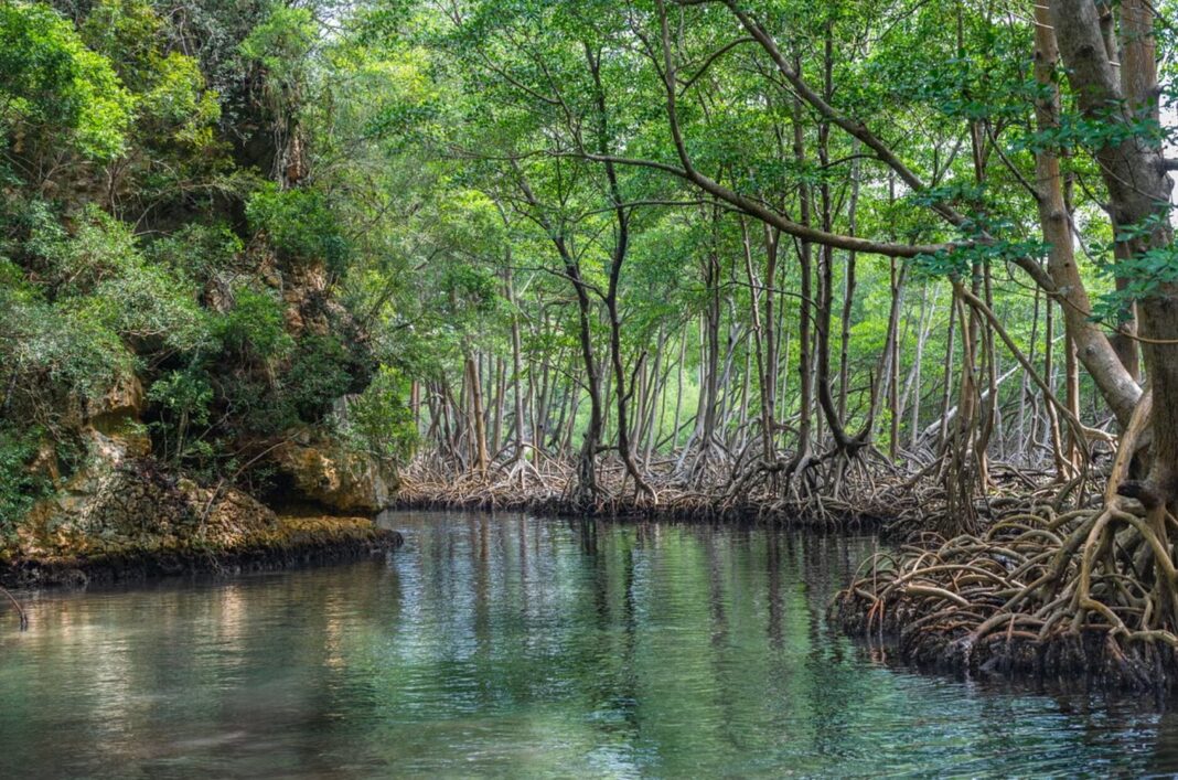 Canales surcan los manglares en Los Haitises