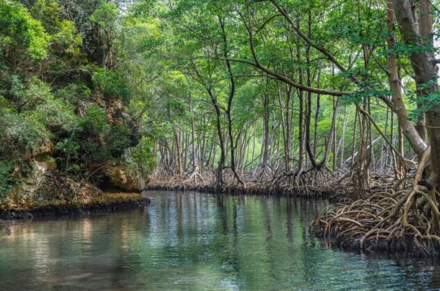 Canales surcan los manglares en Los Haitises