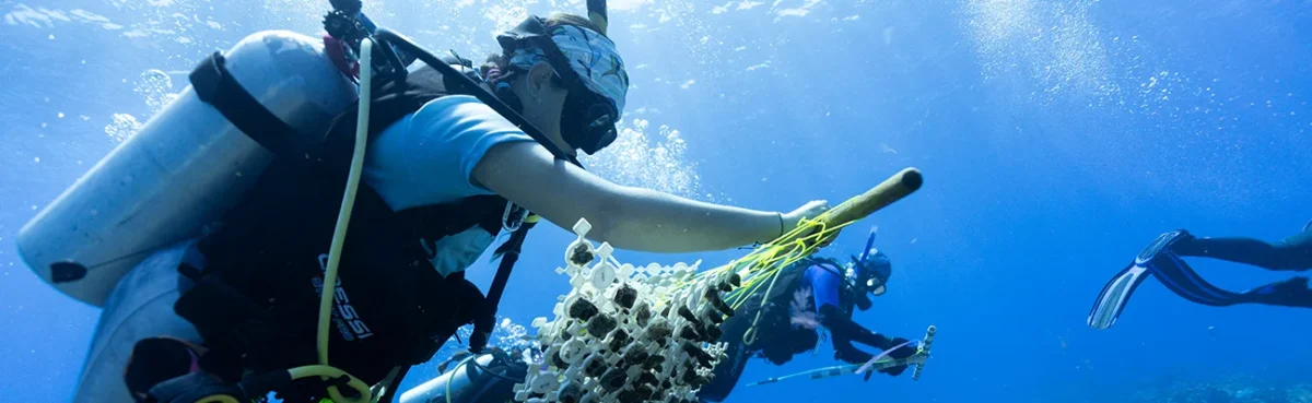 Punta Cana abre al público el Centro de Innovación Marino, una apuesta científica para salvar corales y proteger el futuro turístico del país