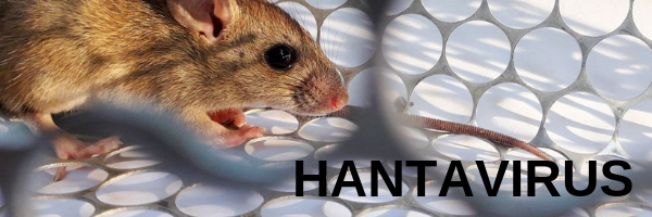 El hantavirus es una infección viral zoonótica —es decir, que se transmite de animales a humanos— que puede causar cuadros graves e incluso la muerte.