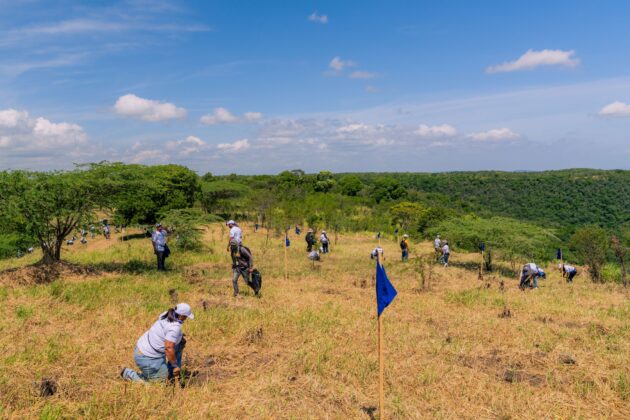 Durante la actividad, conformada por alrededor de 150 voluntarios, se sembraron 15 especies maderables y de protecci&oacute;n, entre ellas caoba criolla, cedro y roble.