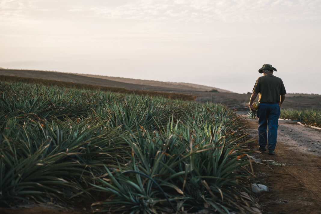 ● Lopesan presentó de forma anticipada su Plan de Acción Climática 2030 y ratifica su liderazgo medioambiental. En la imagen se observa una plantación en Veneguera. Foto de Lopesán hotel Group