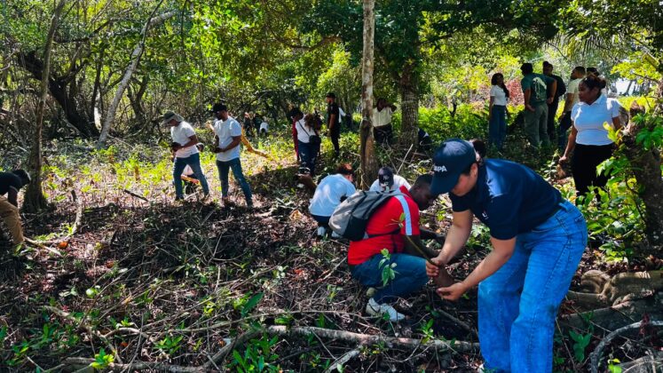 Domingo verde. La jornada de reforestaci&oacute;n de UAPA Nagua, el Cl&uacute;ster Tur&iacute;stico de Saman&aacute; y el Ministerio de Medio Ambiente