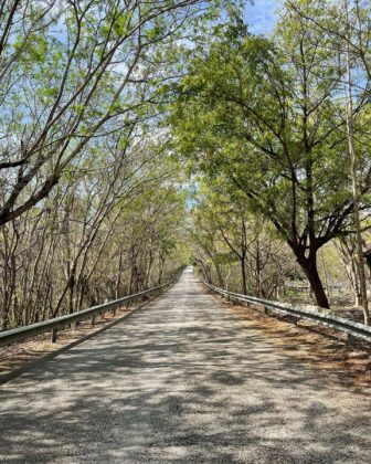 Panor&aacute;mica del bosque seco en la carretera que conduce hasta Polo Barahona