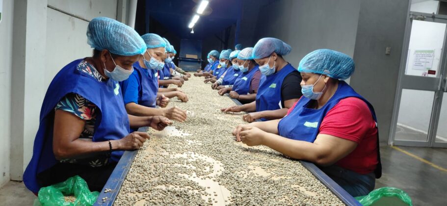 Proceso de eliminaci&oacute;n de impefecciones grano a grano para la mayor calidad del caf&eacute; Monte Alto en Belarminio Ram&iacute;rez e hijos en Jarabacoa.