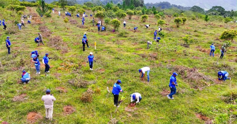 Impresionante labor de siembra de &aacute;rboles en Villa Altagracia.
