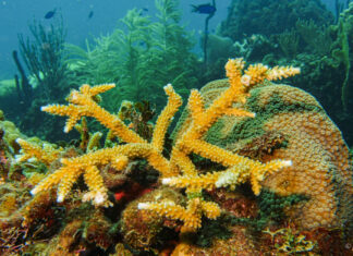 La República Dominicana participará en la mayor iniciativa de investigación de aguas profundas en la Cordillera Submarina Beata La República Dominicana participará en la mayor iniciativa de investigación de aguas profundas en la Cordillera Submarina Beata
