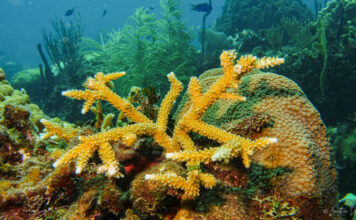La República Dominicana participará en la mayor iniciativa de investigación de aguas profundas en la Cordillera Submarina Beata La República Dominicana participará en la mayor iniciativa de investigación de aguas profundas en la Cordillera Submarina Beata