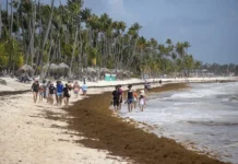 EFE da cuenta de la lucha sin tregua de República Dominicana para limpiar de sargazo sus famosas playas Personas caminan junto a sargazo aglomerado, el 9 de julio de 2025, en una de las playas de Punta Cana (República Dominicana). EFE Orlando Barría
