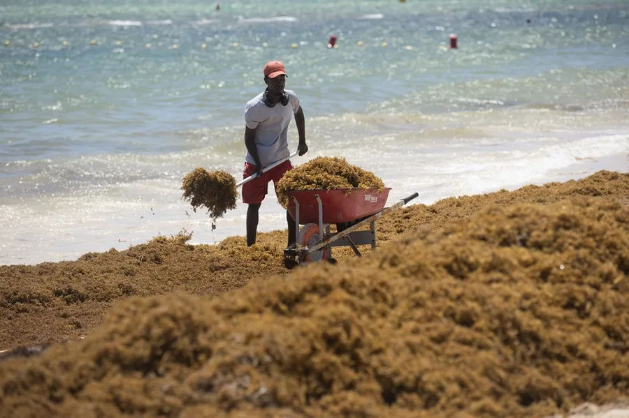Una persona recoge sargazo aglomerado, el 9 de julio de 2025, en una de las playas de Punta Cana (República Dominicana). EFE Orlando Barría