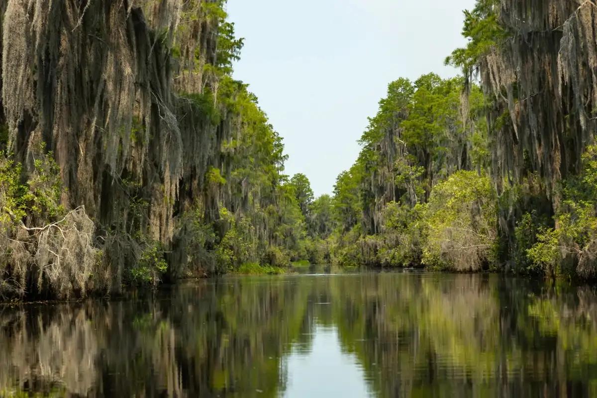 •Refugio Nacional de Vida Silvestre Okefenokee (Estados Unidos).