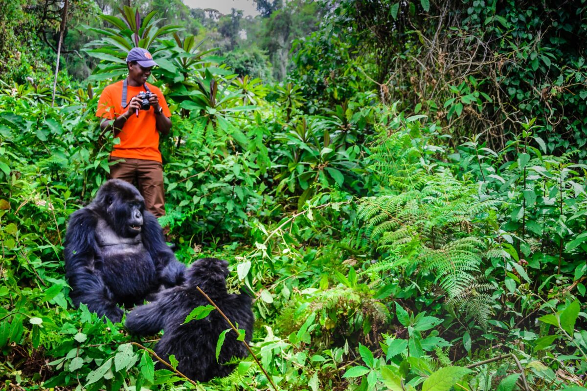 Los gorilas de montaña son una constante atracción para los turistas en Ruanda. Foto WTTC.