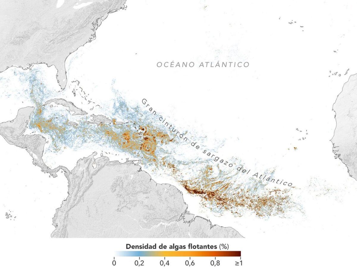 Este mapa, basado en datos del Instrumento de color del océano (OCI) a bordo del satélite de la misión Plancton, Aerosoles, Nubes y Ecosistemas Oceánicos (PACE) de la NASA, muestra una alta concentración de sargazo en el Atlántico tropical en junio de 2026. Observatorio de la Tierra de la NASA/Lauren Dauphin